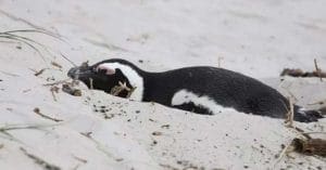 penguin