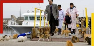 tashirojima cat-island