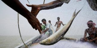 Ganga pollution is a big threat to hilsa