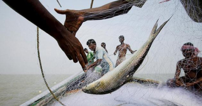 Ganga pollution is a big threat to hilsa