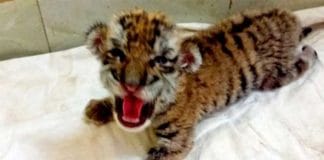 white tiger Chittagong