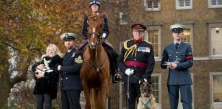 Celebrating 75 years of animal bravery from heroic horses