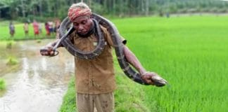 old man died after being bitten by the King Cobra