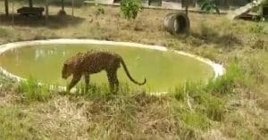 jhargram zoo Chita