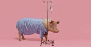 kidneys of pigs have settled in the human body