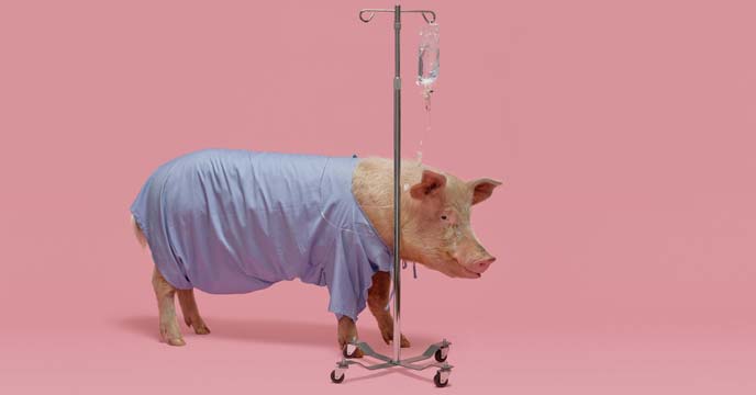kidneys of pigs have settled in the human body