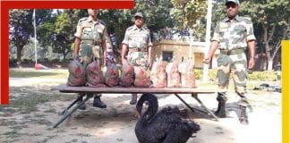 Swan smuggling was going on at Nadia's Banpur border