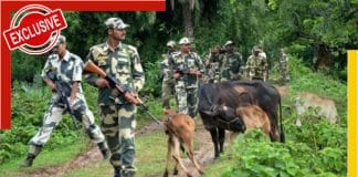 cow smugglers in darjeeling district border with Bangladesh