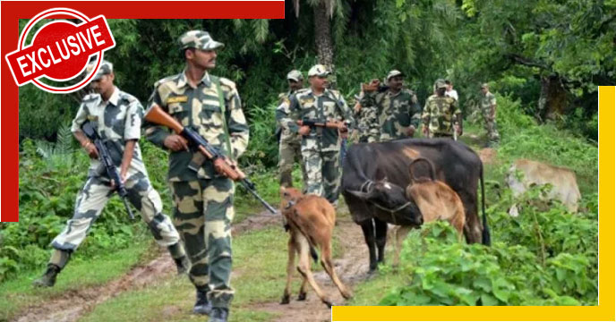 cow smugglers in darjeeling district border with Bangladesh