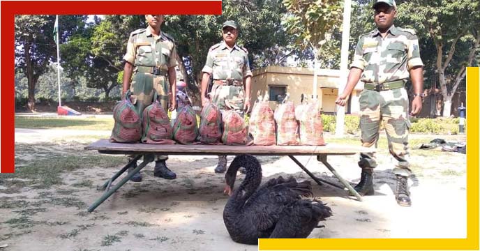Swan smuggling was going on at Nadia's Banpur border