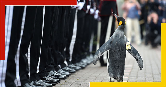 Penguin Has Become A High-Ranking Officer Of The Norwegian Army
