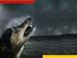 Why Do Dogs Cry In The Middle Of The Night