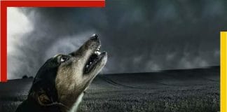 Why Do Dogs Cry In The Middle Of The Night