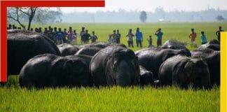 purba-bardhman-dalma-range-elephant