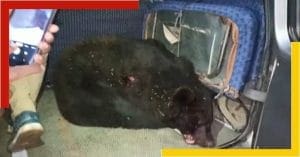jalpaiguri-bear