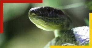 There are no snakes in Ireland