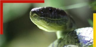 There are no snakes in Ireland