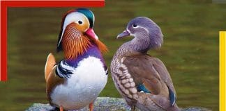 Temperature Dependent Sex Determination