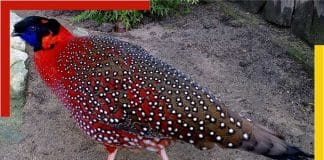 Satyr Tragopan
