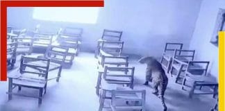 leopard-in-aligarh-chaudhary-nihal-singh-inter-college