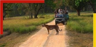 Kanha Jungle Safari
