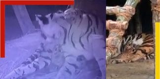 Royal Bengal Tiger Sheila is the mother of 5 children