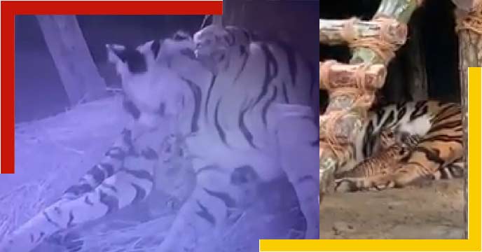 Royal Bengal Tiger Sheila is the mother of 5 children