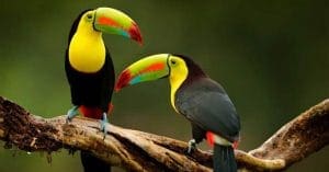 best-bird-watching-destinations