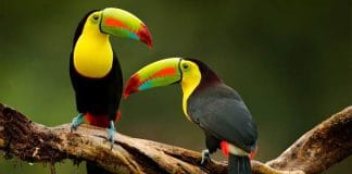 best-bird-watching-destinations