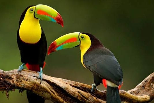 best-bird-watching-destinations