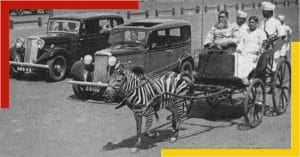 zebra car