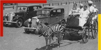 zebra car