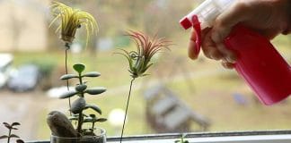How to Grow and Care for Air Plants