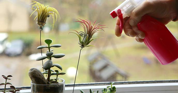 How to Grow and Care for Air Plants