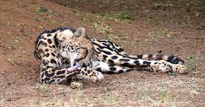 Mysterious death of cheetah in Jalpaiguri