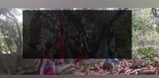 Tribal women stage mock suicide protest against cashew crop destruction