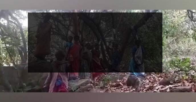 Tribal women stage mock suicide protest against cashew crop destruction