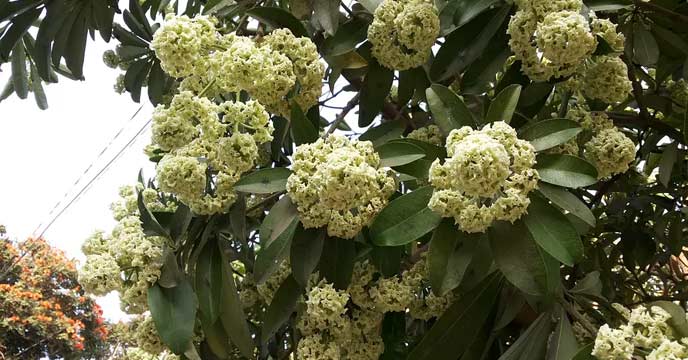 chatim-tree