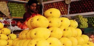 mangoes in Malda sale