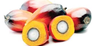 Amazing Benefits of Palm Kernel
