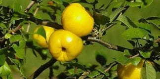 Extraordinary Benefits of Quince Fruit
