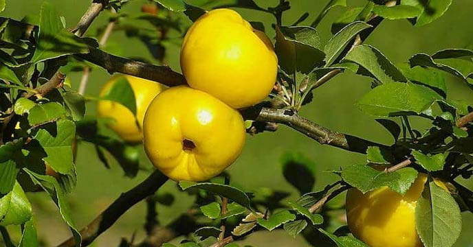 Extraordinary Benefits of Quince Fruit