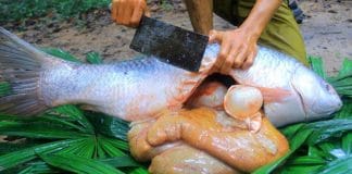 Fish eggs have a lot of nutrients, did you know?