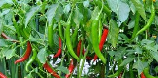 Health Benefits of Green Chili