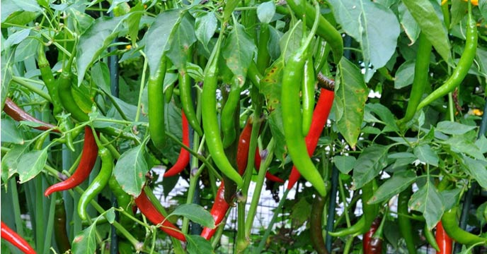 Health Benefits of Green Chili