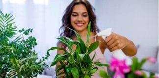 Lucky Plants For Home