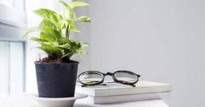Money plant Vastu