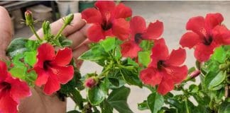 boost Flowering Hibiscus