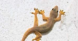 home remedy for lizard nuisance