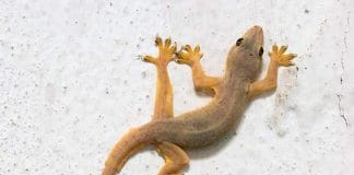 home remedy for lizard nuisance